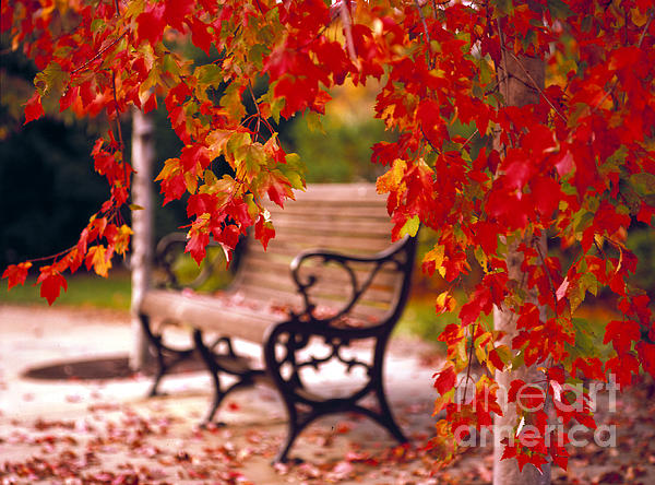 Mike Nellums - Park Bench in Autumn Glory
