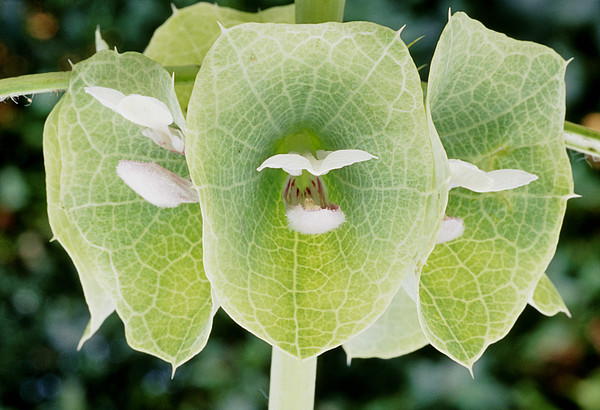 http://images.fineartamerica.com/images-medium/1-bells-of-ireland-moluccella-laevis-archie-young.jpg