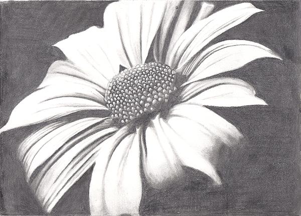 Amanda Rhone - Black and White Flower