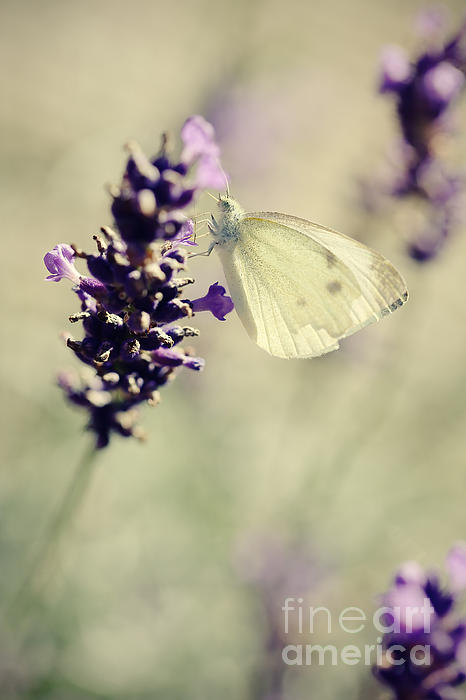 LHJB Photography - Butterfly..