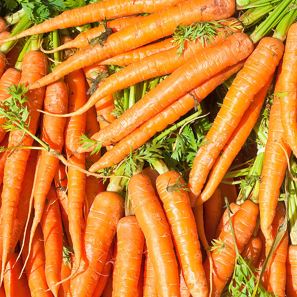 That's My Carrot Jigsaw Puzzle by Warren Photographic - Pixels