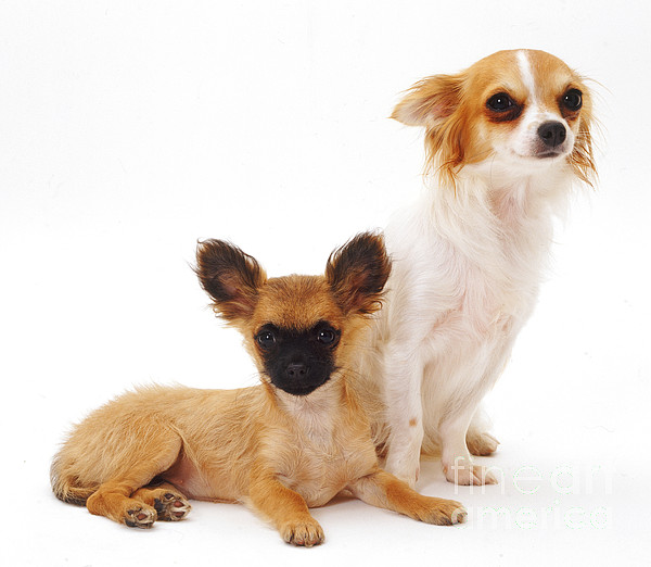 https://images.fineartamerica.com/images-medium/1-chihuahua-and-puppy-jane-burton.jpg