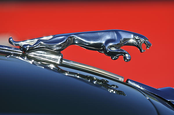 Jaguar Hood Ornament 1 Greeting Card by Jill Reger