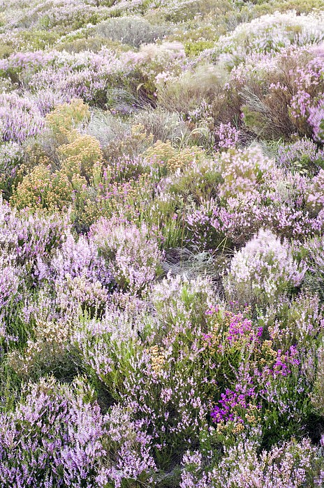 Calluna vulgaris, Ling, Erica, Heather. Floral background