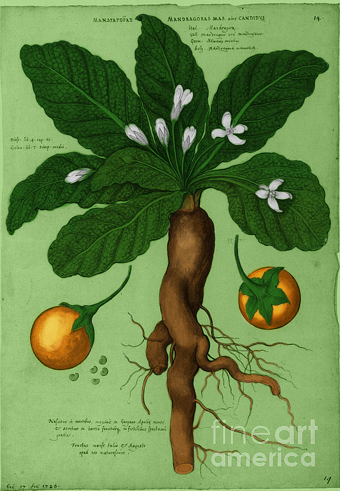 100 Mandrake Stock Illustrations