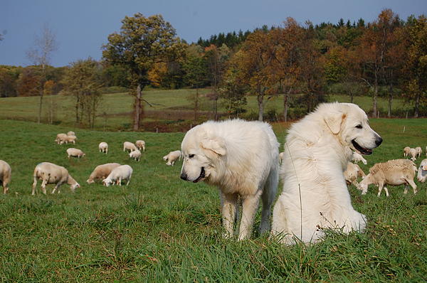 Maremma Livestock Guardian Dogs by Georgia Ranney