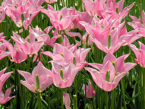 Rosalie Scanlon - Pink Tulips
