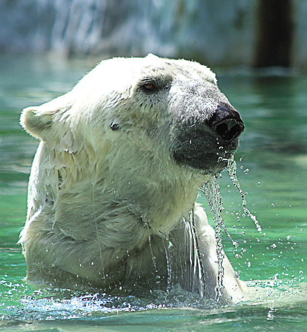 Yosi Cupano - Polar Bear
