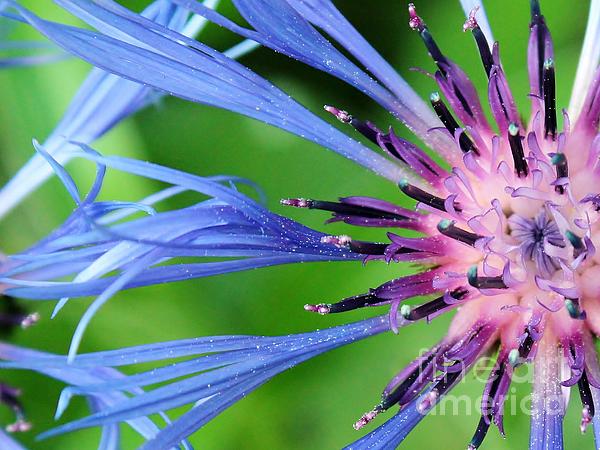 Rene Triay FineArt Photos - Pollinated Beauty