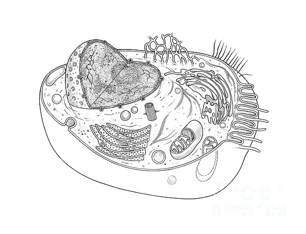 Animal Cell Diagram Jigsaw Puzzle by Science Source - Pixels
