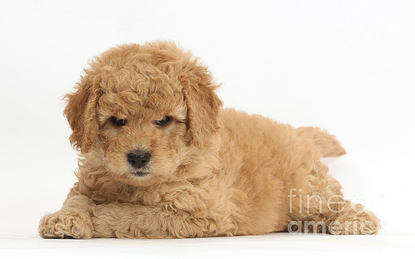 https://images.fineartamerica.com/images-medium/2-goldendoodle-puppies-mark-taylor.jpg