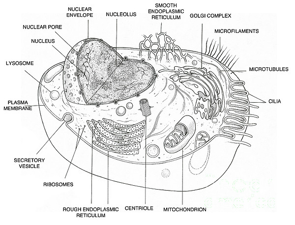 animal cell diagram not labeled black and white