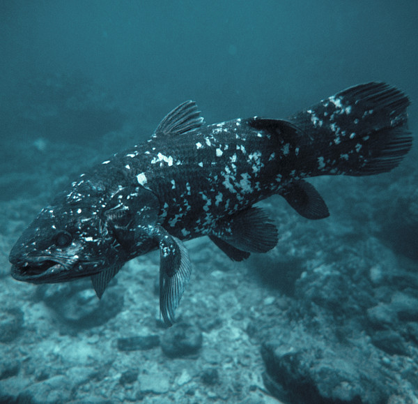 Coelacanth Fish 3 Greeting Card by Peter Scoones