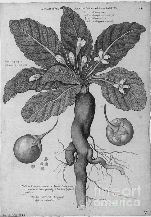 100 Mandrake Stock Illustrations