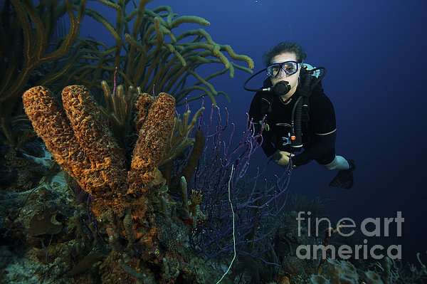 Scuba Diver Swims By Some Large Sponges #1 iPhone Case by Terry Moore -  Fine Art America