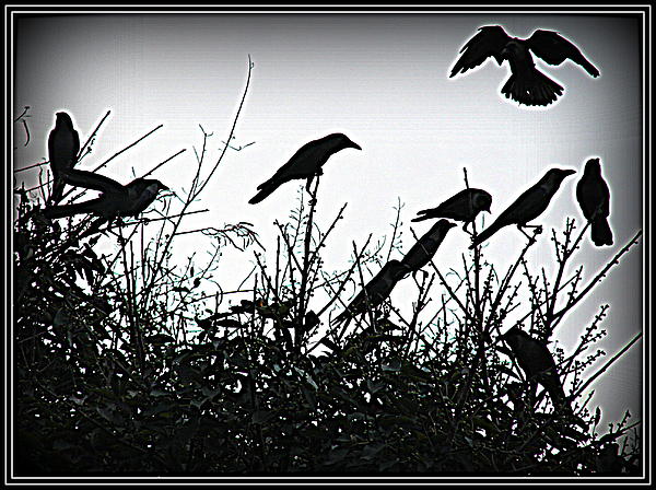 Anand Swaroop Manchiraju - Crows Crows And Crows