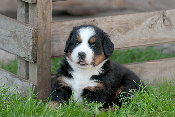 Bernese Mountain Dog Puppy Portrait by Waldek Dabrowski