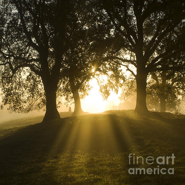 Misty Sunrise #5 Ringer T-Shirt by Ang El - Pixels