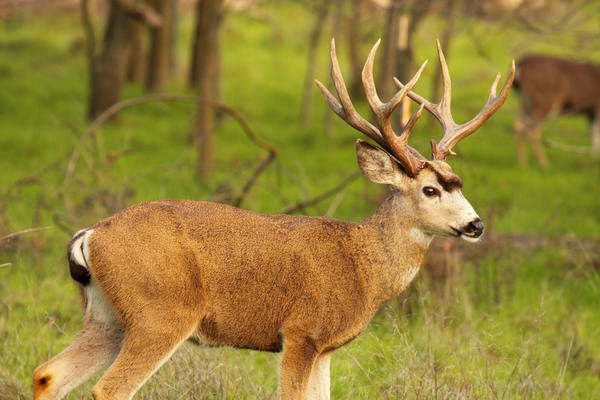 A Broadside View Of A Black-tailed Deer Buck by Max Allen