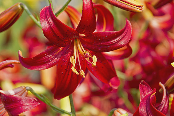 Wayne Stabnaw - A Red Lily