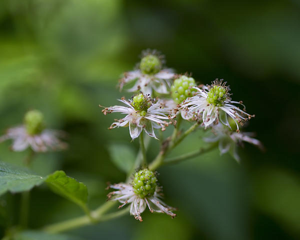 https://images.fineartamerica.com/images-medium/alabama-wild-blackberries-in-the-making-kathy-clark.jpg