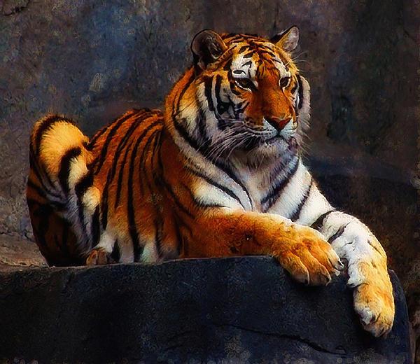 Jan Bonner - Amur Tiger I