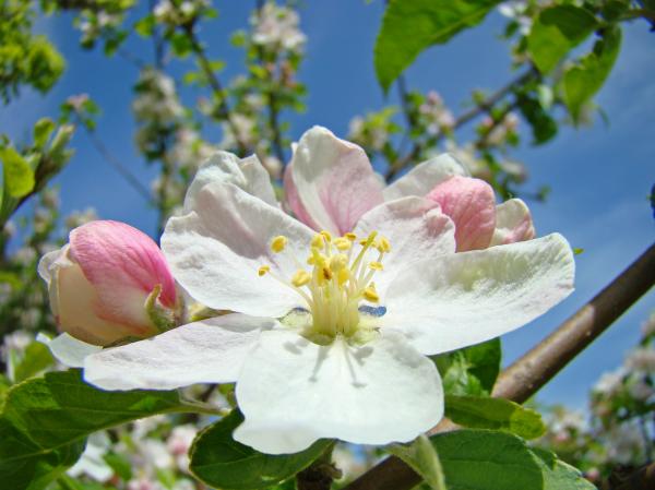 Apple Tree Blossom Art Prints Springtime Nature Baslee Troutman by ...