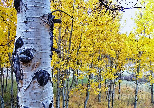 Donna Parlow - Autumn in the Rockies