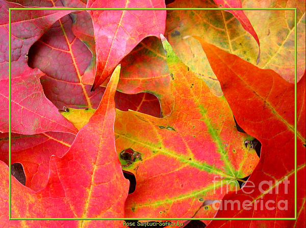 Rose Santuci-Sofranko - Autumn Leaves Closeup
