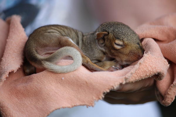 Janara  Hoppock  - Baby Gray Squirrel