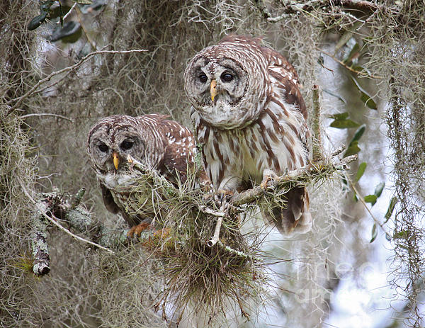 Heather Green - Barred Owl Pair