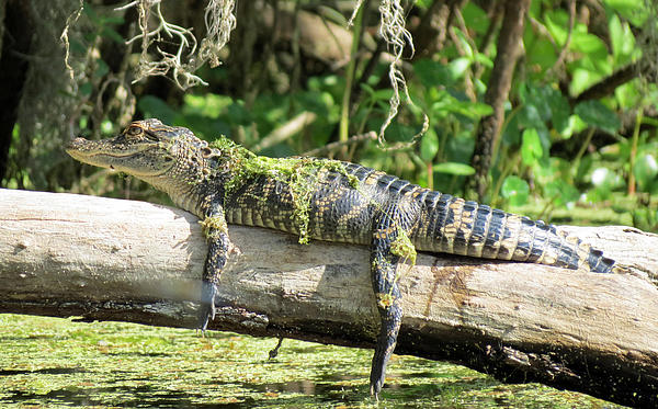 Basking Alligator by Bob Luce