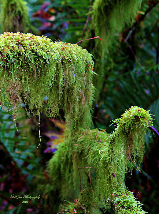 Beautiful Moss Fleece Blanket by Jeanette C Landstrom - Pixels