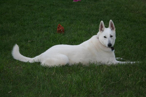 Beautiful White German Shepherd Dog by Susana Maria Rosende