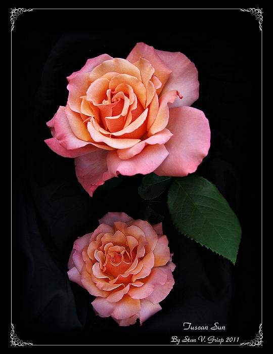 Stan Griep - Beauty In Bloom