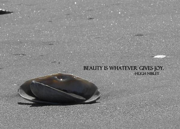 Beauty Star Quote by JAMART Photography
