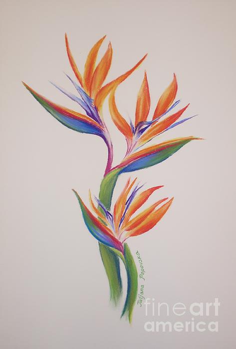 Birds Of Paradise I Spiral Notebook For Sale By Tatjana Popovska