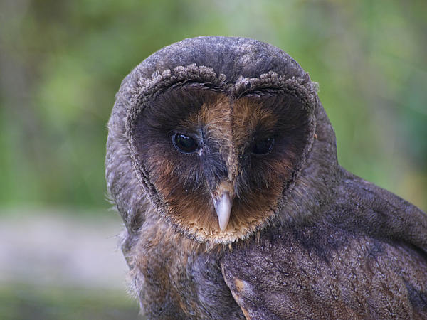 a black barn owl