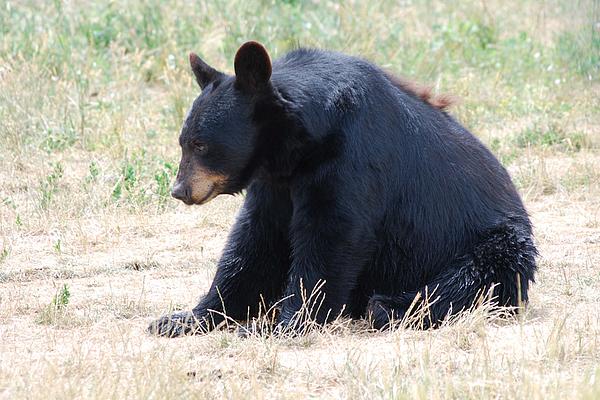 Black Bear Bath Towels