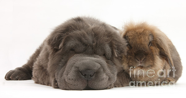 Bear coat shar pei puppies for sale best sale