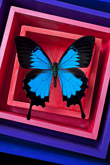 Garry Gay - Blue Butterfly In Pink Box