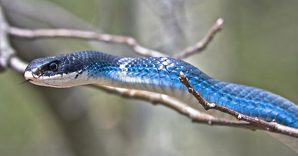 Jeramie Curtice - Blue Racer Snake