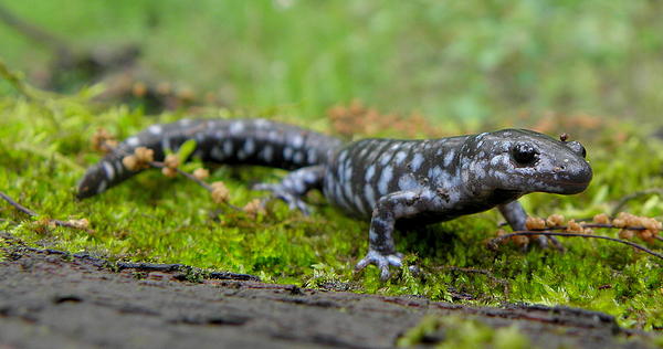 green spotted salamander