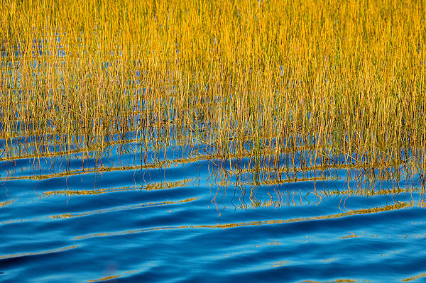 Rich Franco - Blue Waters Golden Grass  Merritt Island National Wildlife Refuge X100