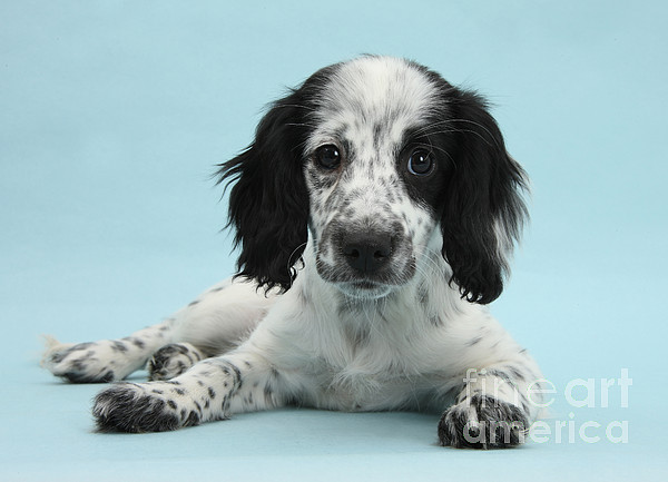 border spaniel puppies for sale