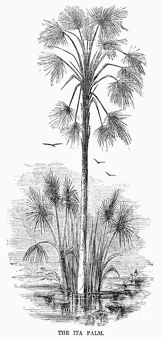 Botany: Ita Palm by Granger