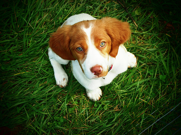 Brittany Spaniel Puppy by Meredith Winn Photography