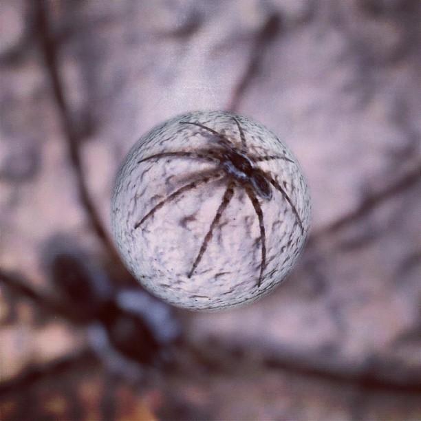 bubble #spider #nature #desert #awesome iPhone 12 Tough Case by Jennifer  OHarra - Instaprints