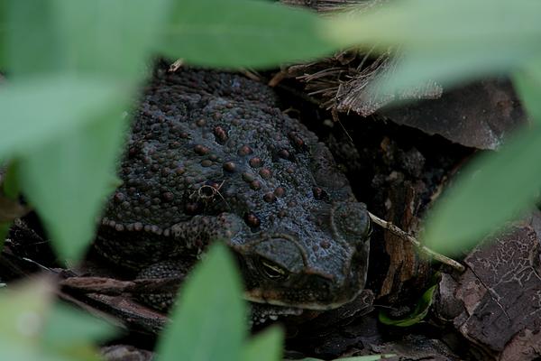 April Wietrecki Green - Bufo marinus - Cane Toad