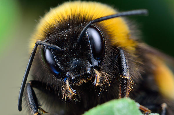 Bogdan Zagan - Bumble-bee portrait